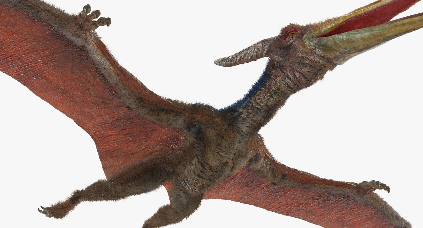 Pteranodon with Fur 3D model