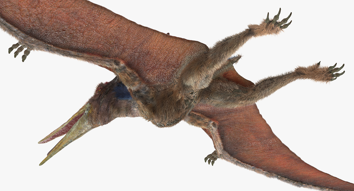 Pteranodon with Fur 3D model