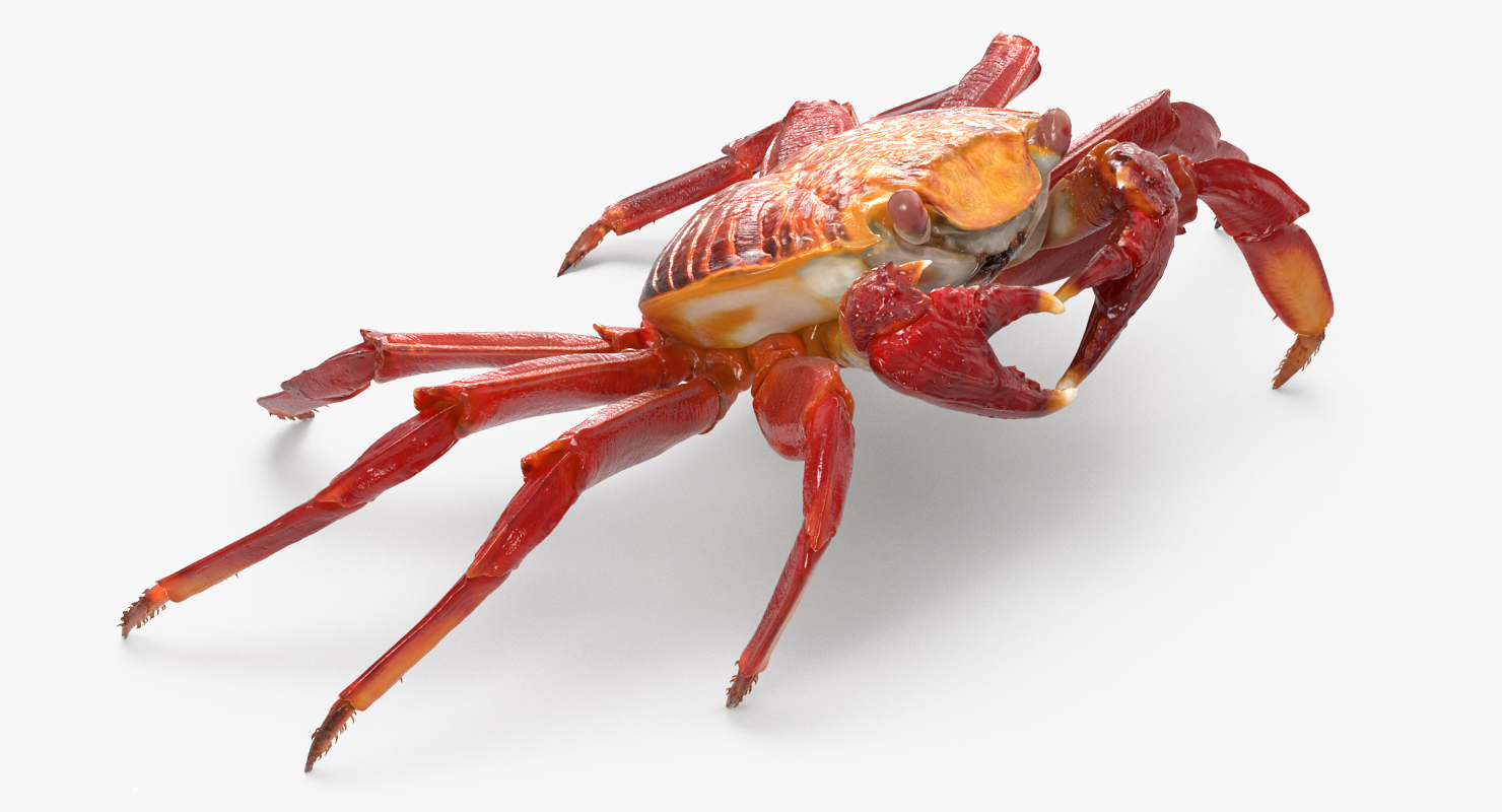 3D model Grapsus Grapsus Crab