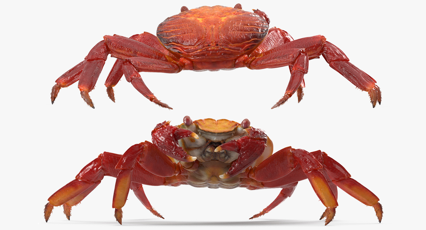 3D model Grapsus Grapsus Crab