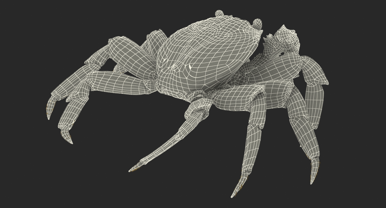 3D model Grapsus Grapsus Crab