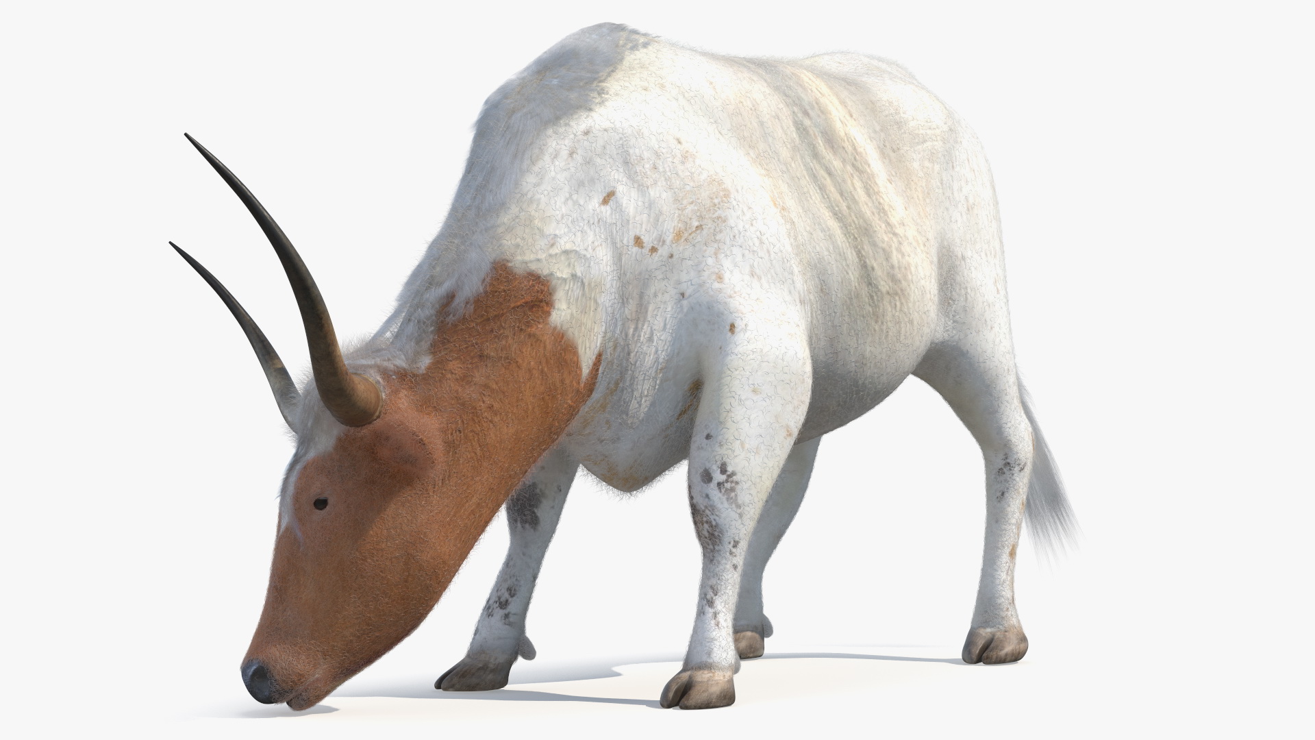 Texas Longhorn White Color Fur Rigged 3D