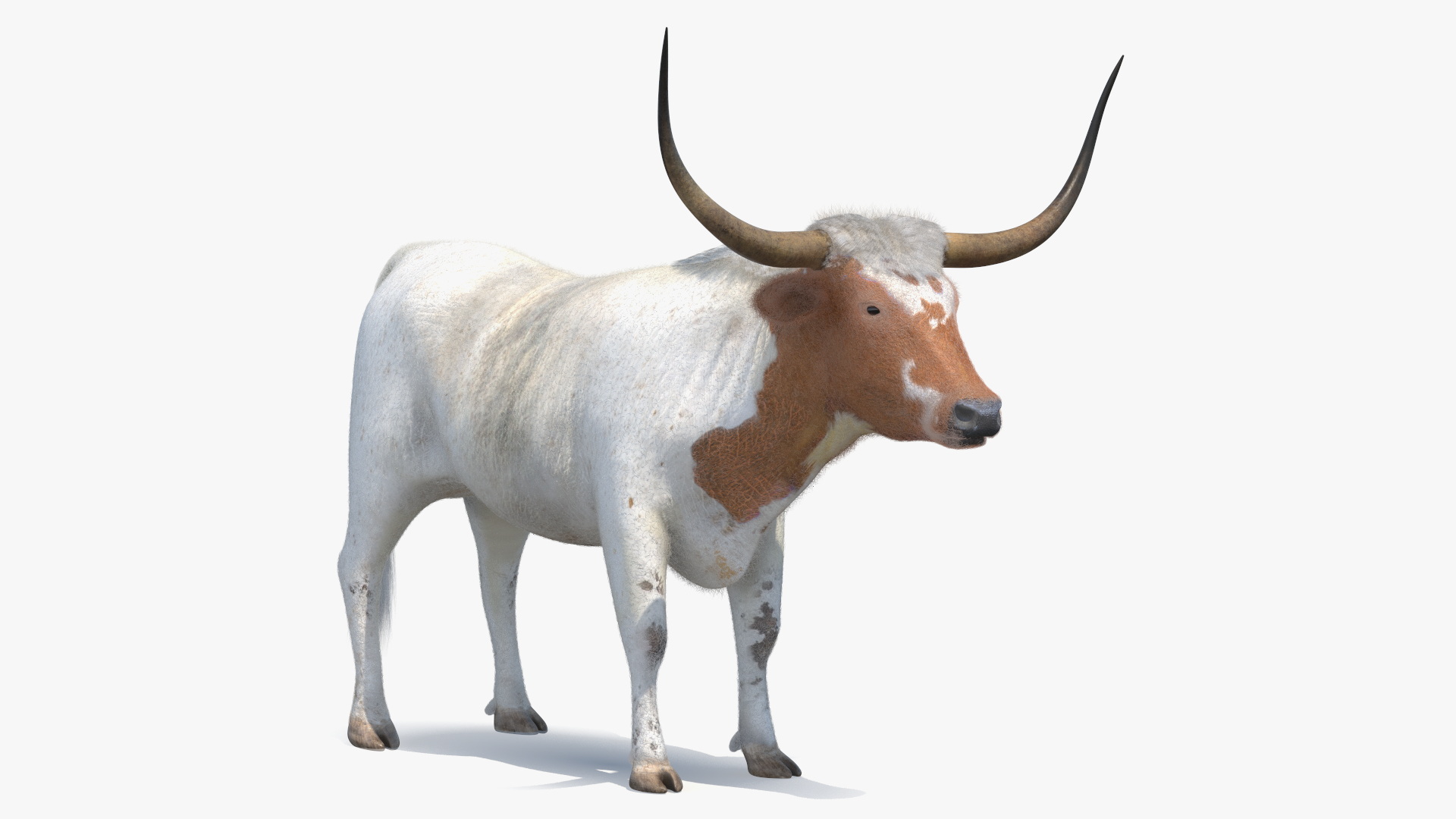 Texas Longhorn White Color Fur Rigged 3D