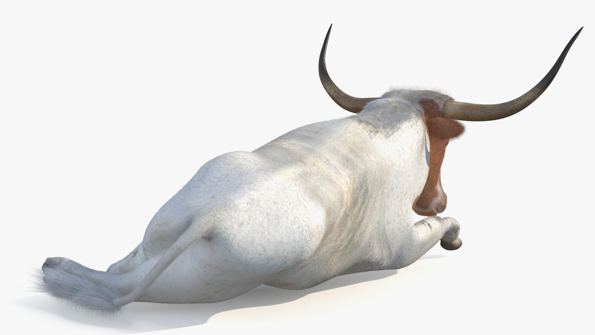 Texas Longhorn White Color Fur Rigged 3D
