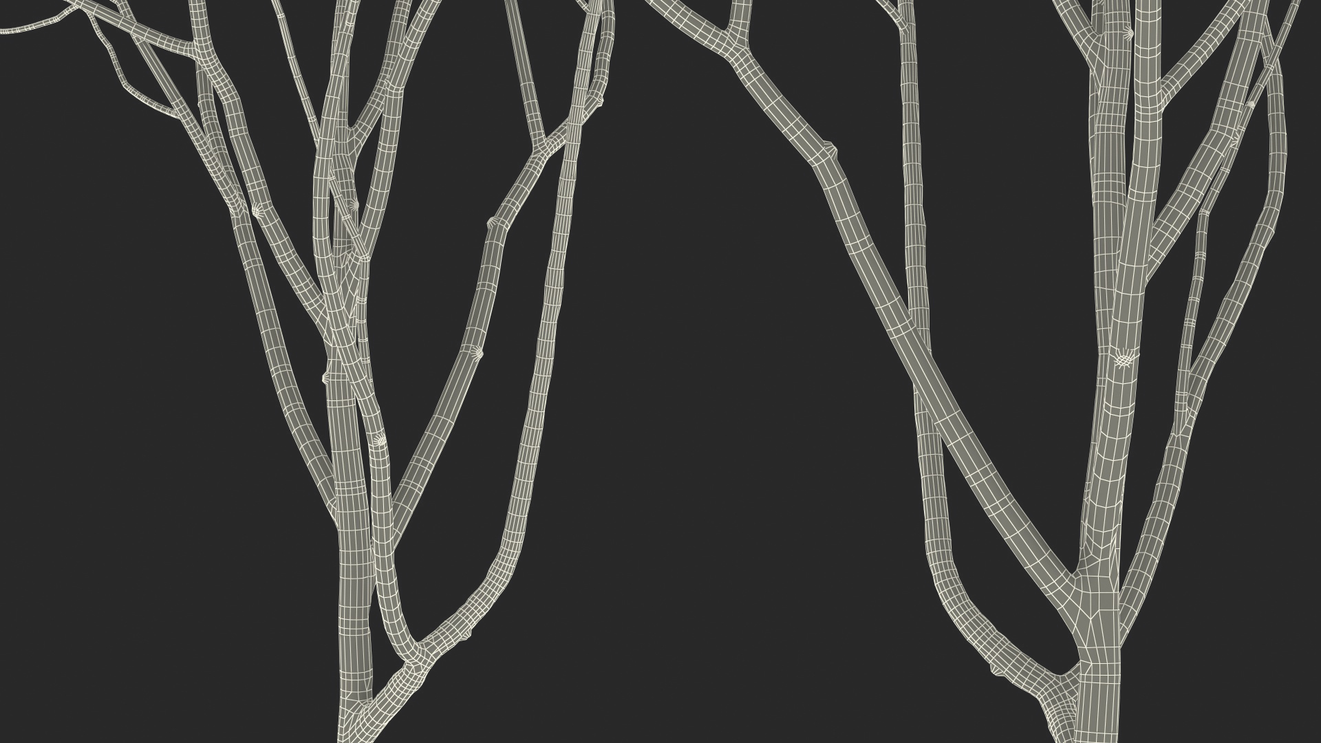 3D Rainbow Eucalyptus Tree model