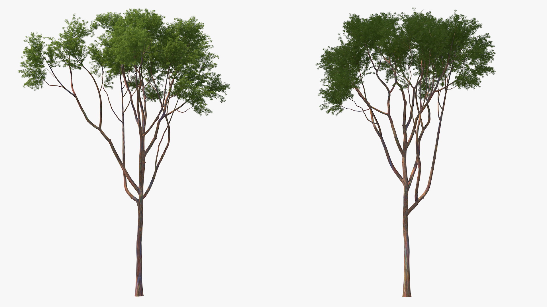 3D Rainbow Eucalyptus Tree model