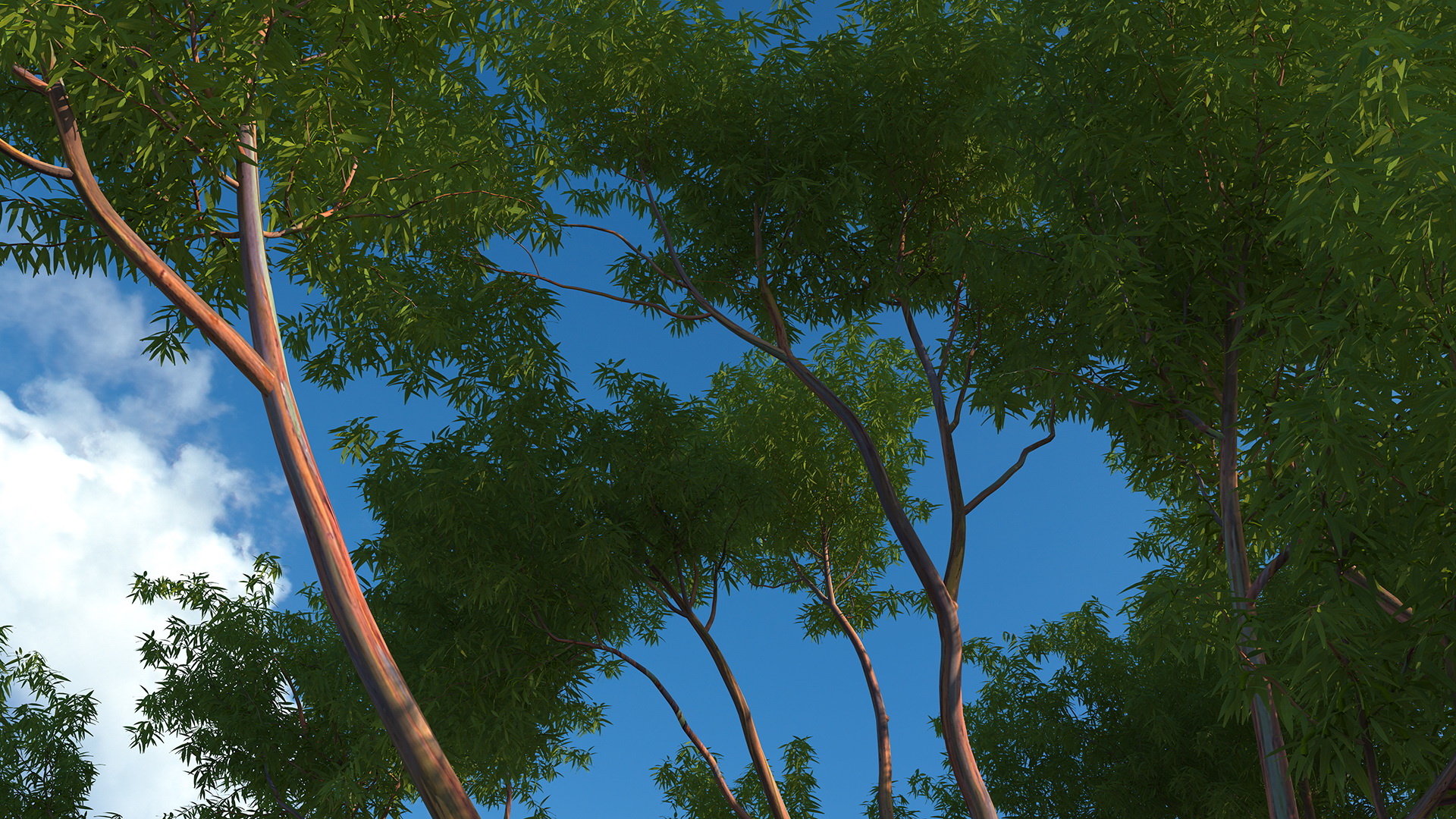 3D Rainbow Eucalyptus Tree model