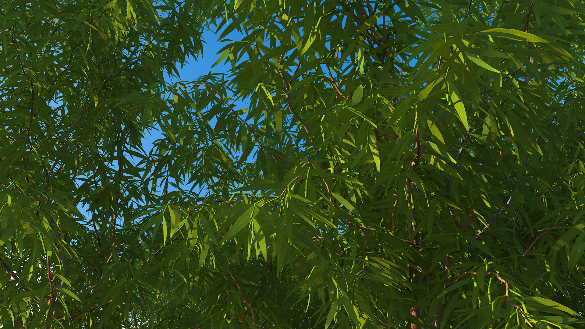 3D Rainbow Eucalyptus Tree model