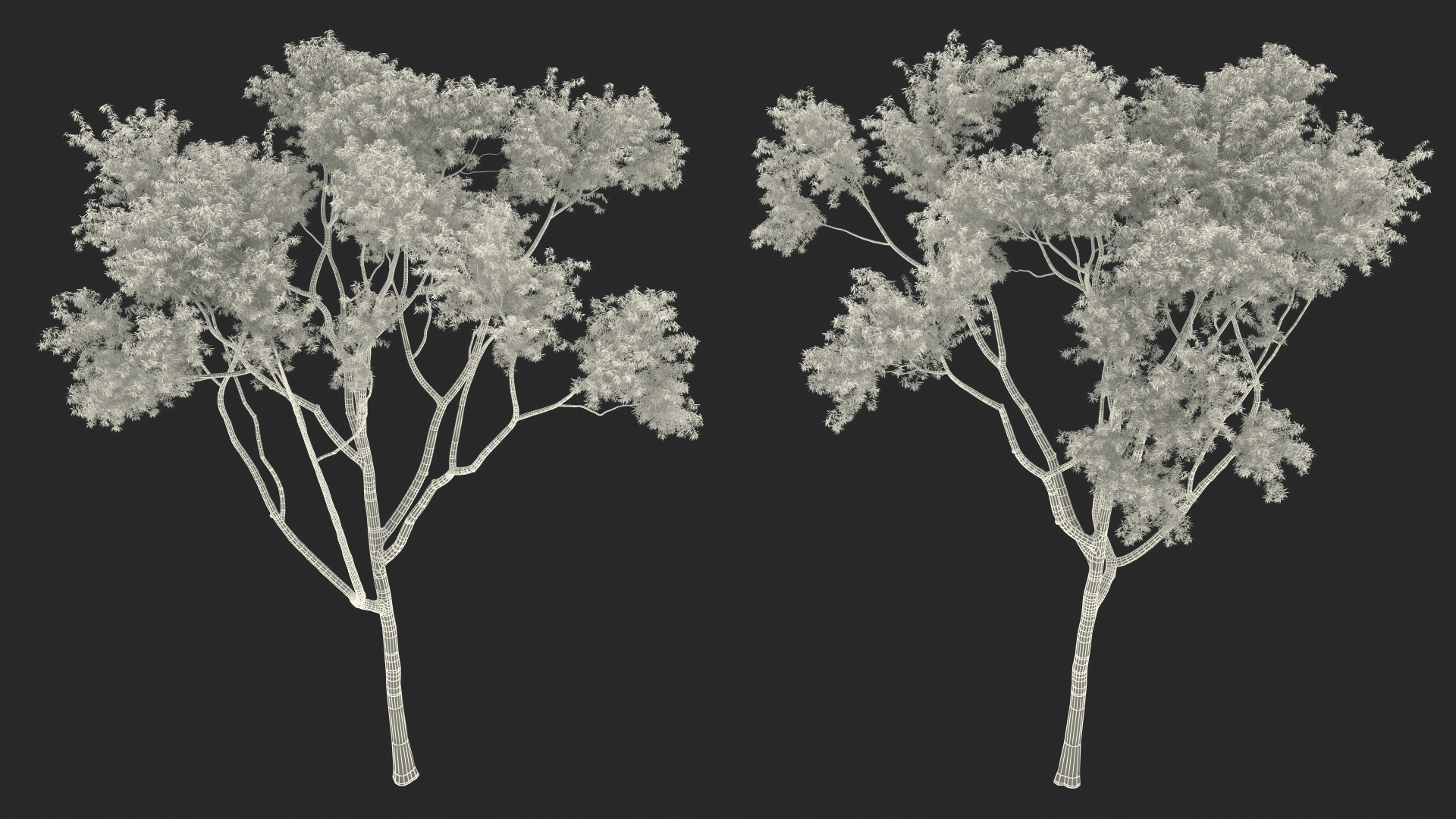 3D Rainbow Eucalyptus Tree model