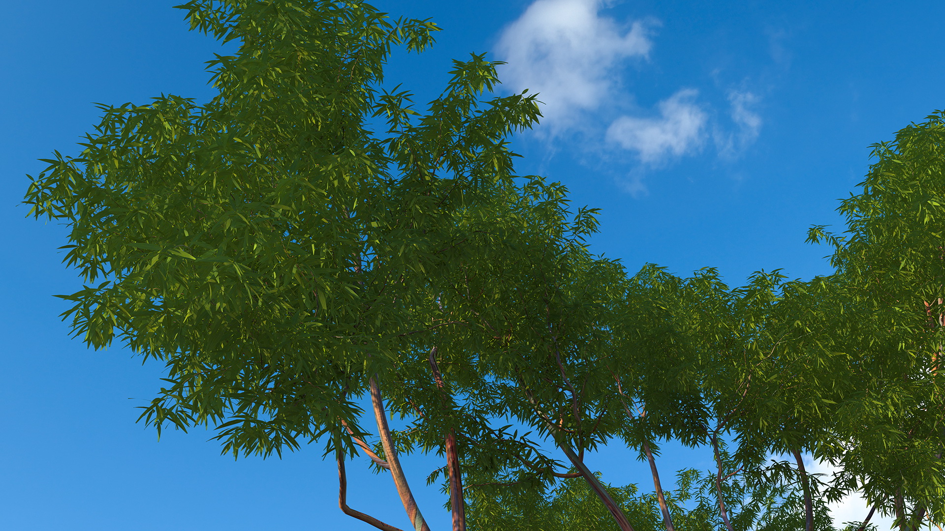 3D Rainbow Eucalyptus Tree model