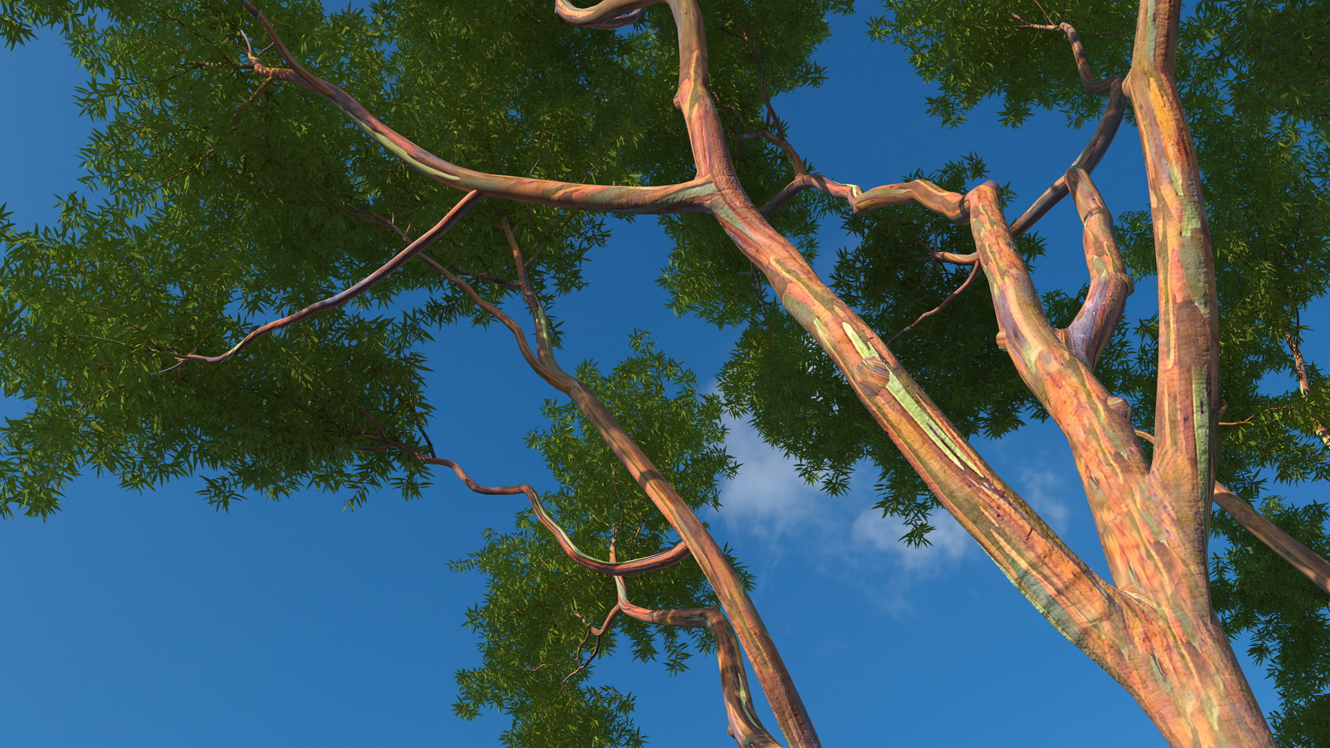 3D Rainbow Eucalyptus Tree model