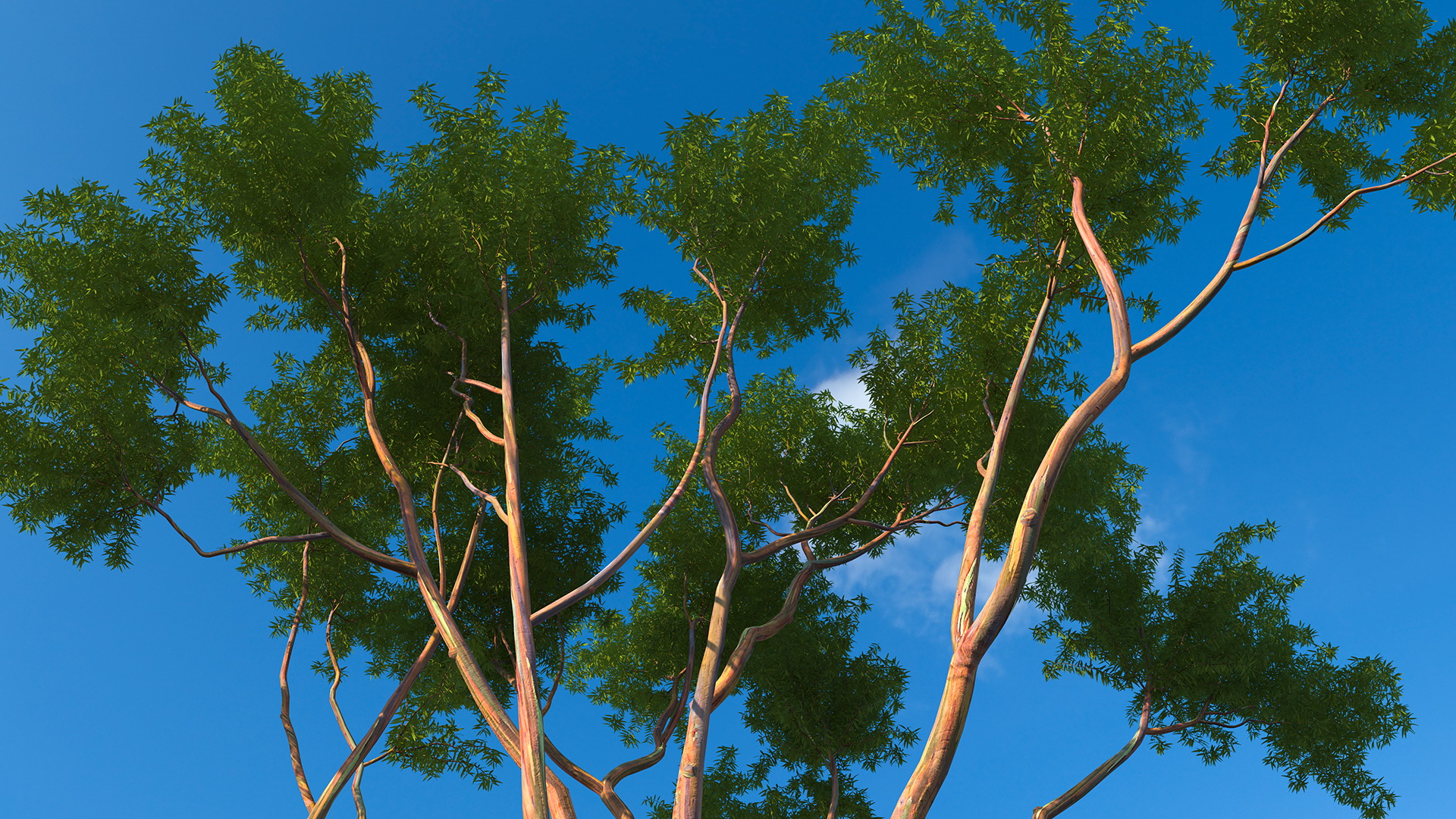 3D Rainbow Eucalyptus Tree model