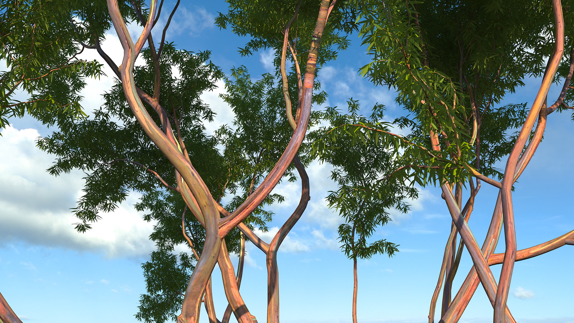 3D Rainbow Eucalyptus Tree model