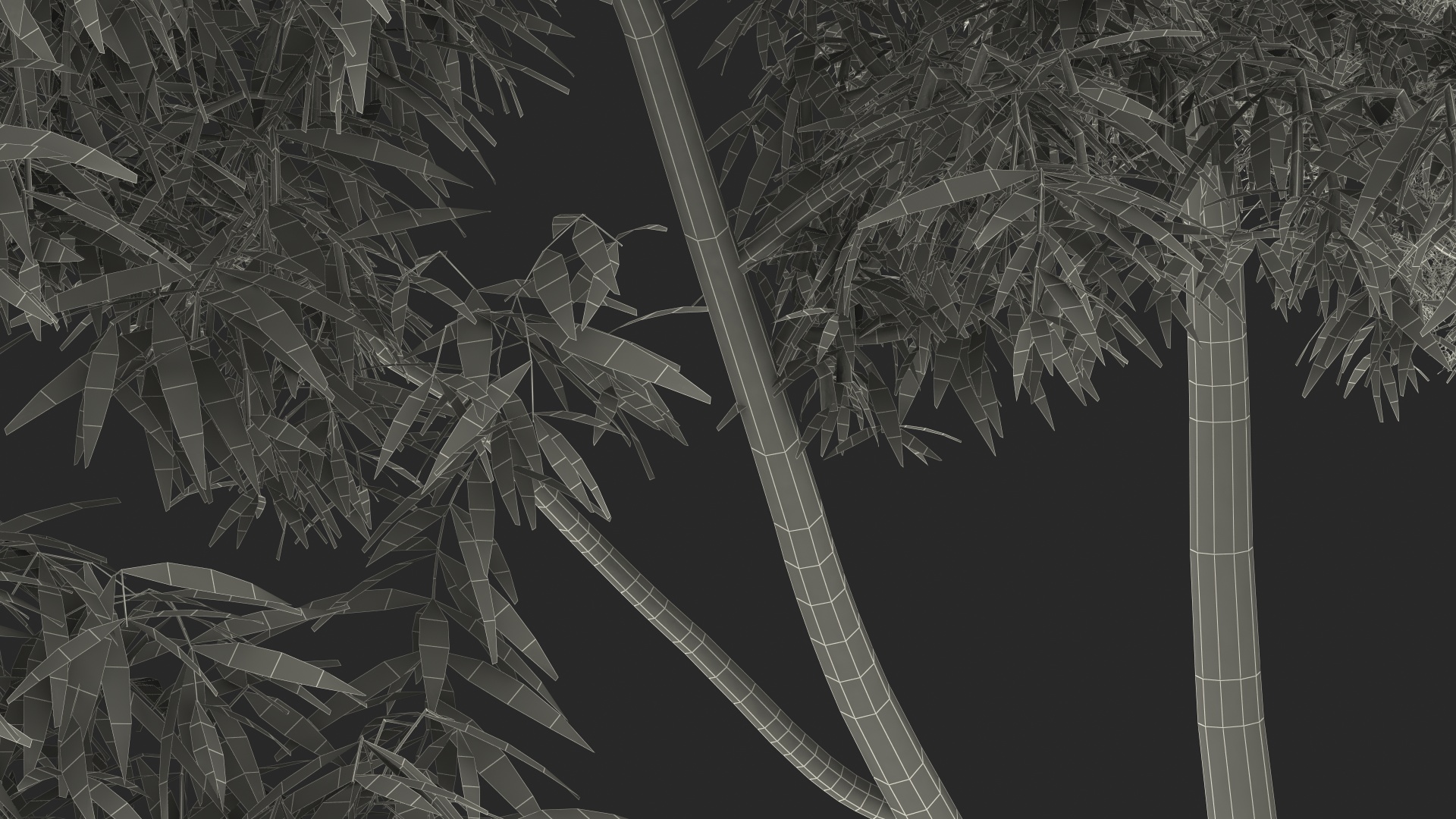 3D Rainbow Eucalyptus Tree model
