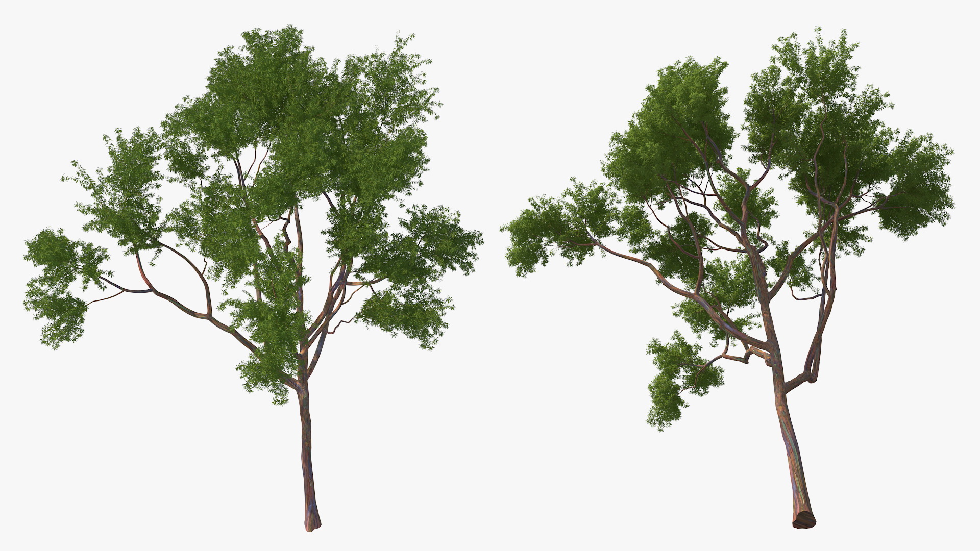 3D Rainbow Eucalyptus Tree model