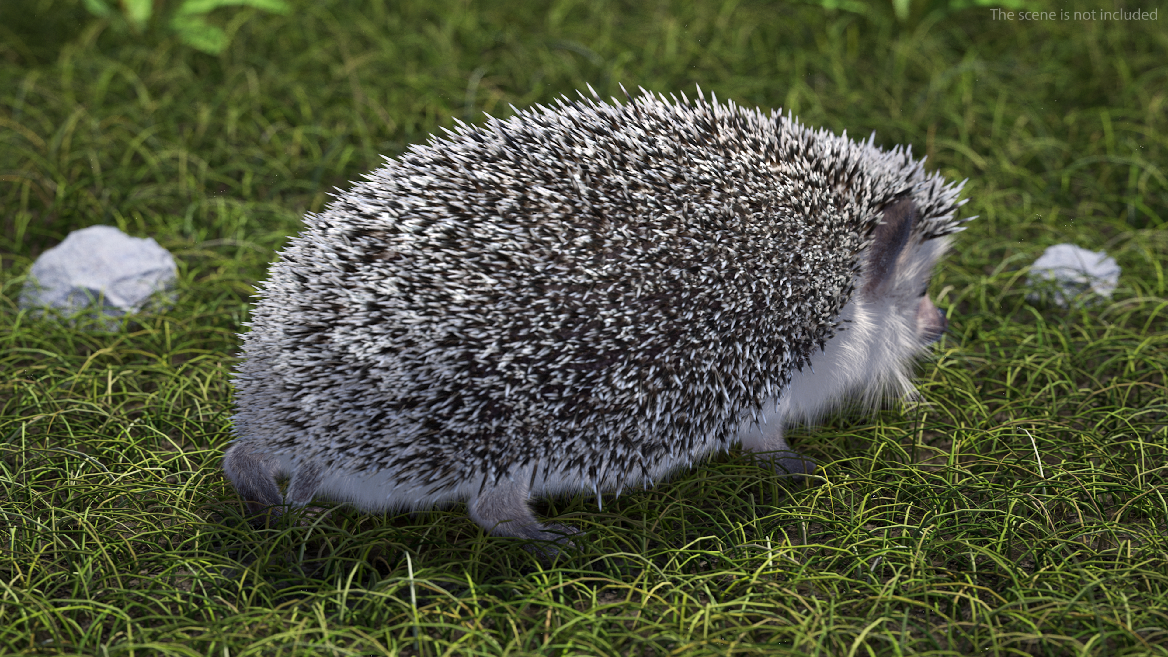3D model Hedgehog White Fur Rigged