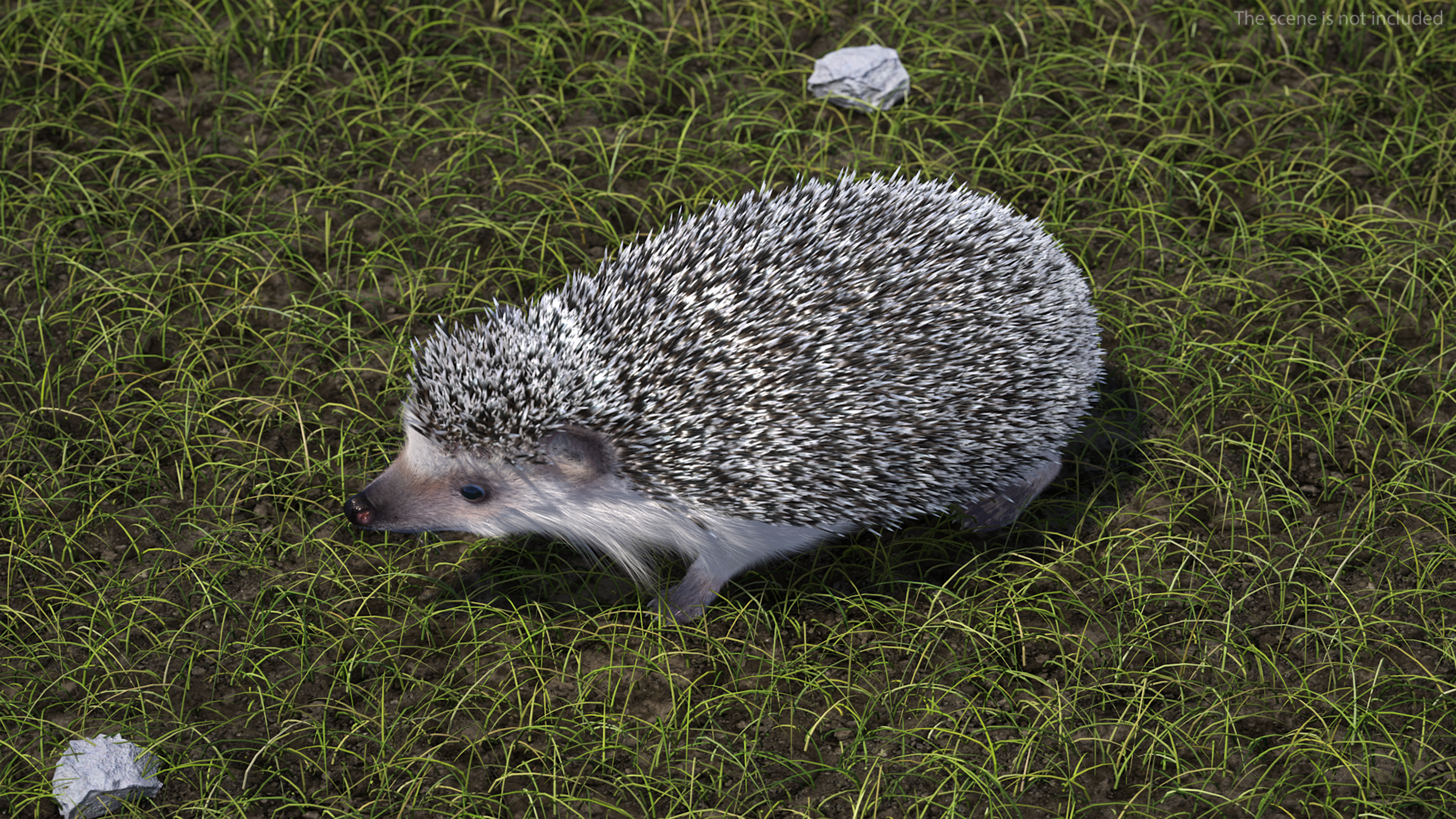 3D model Hedgehog White Fur Rigged