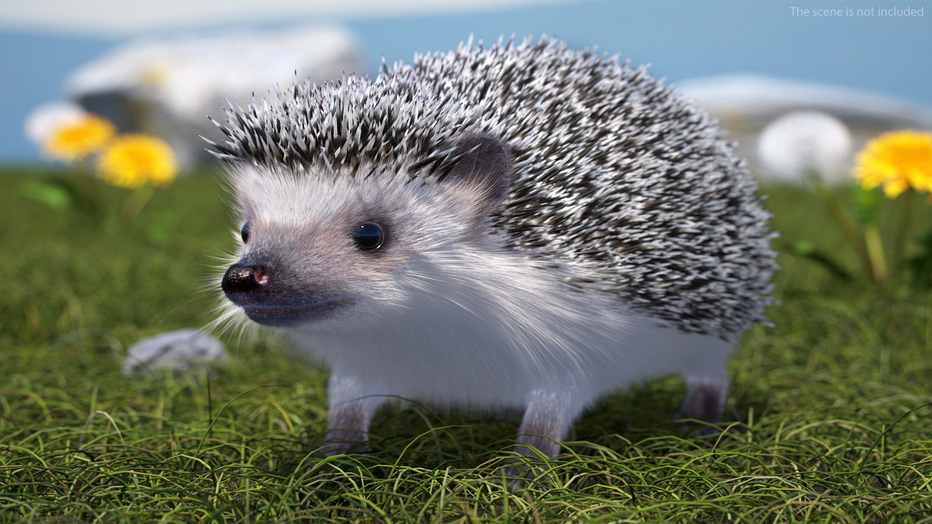 3D model Hedgehog White Fur Rigged