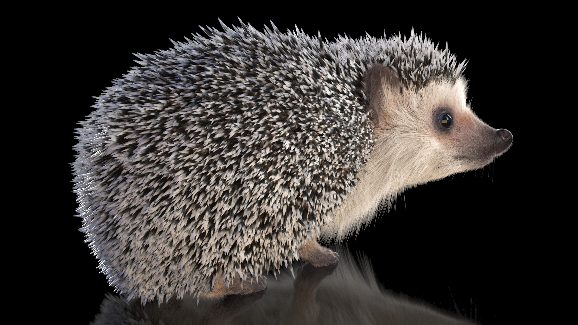 3D model Hedgehog White Fur Rigged