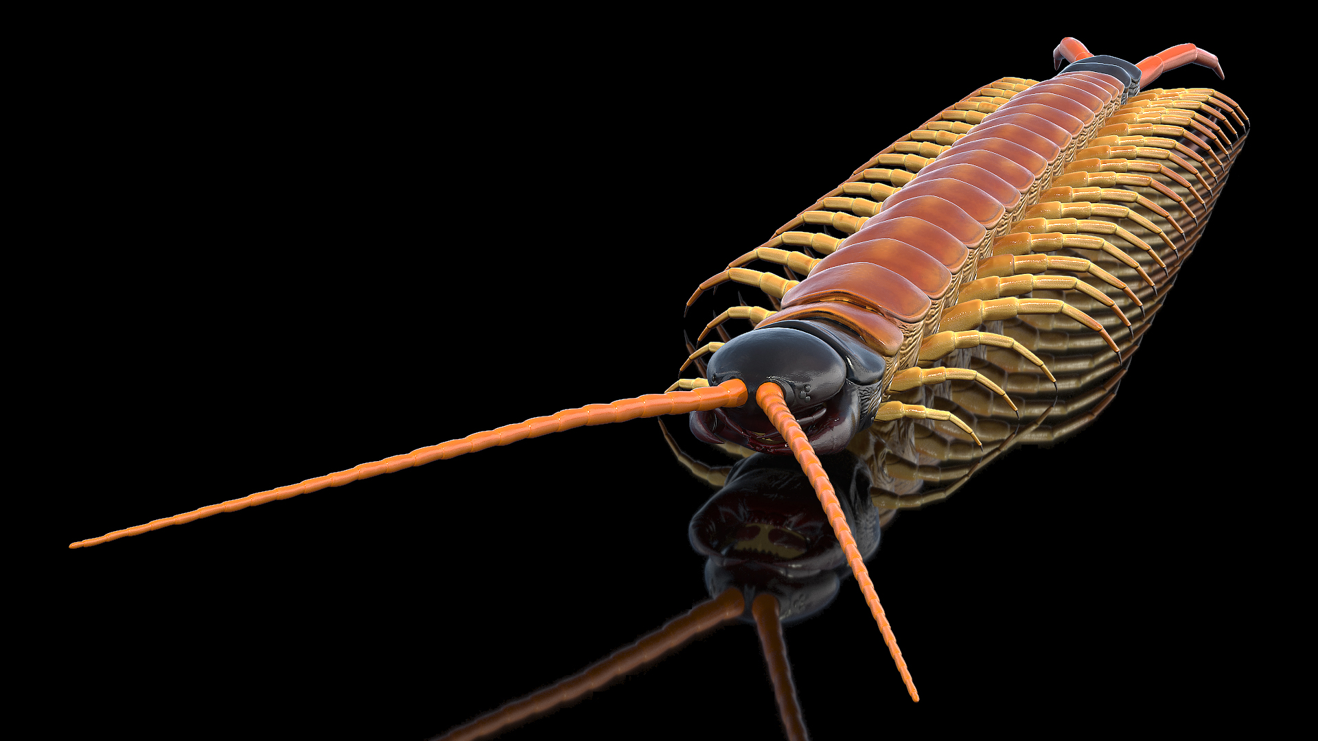 3D Scolopendra Heros Arizonensis Arizona Giant Centipede model