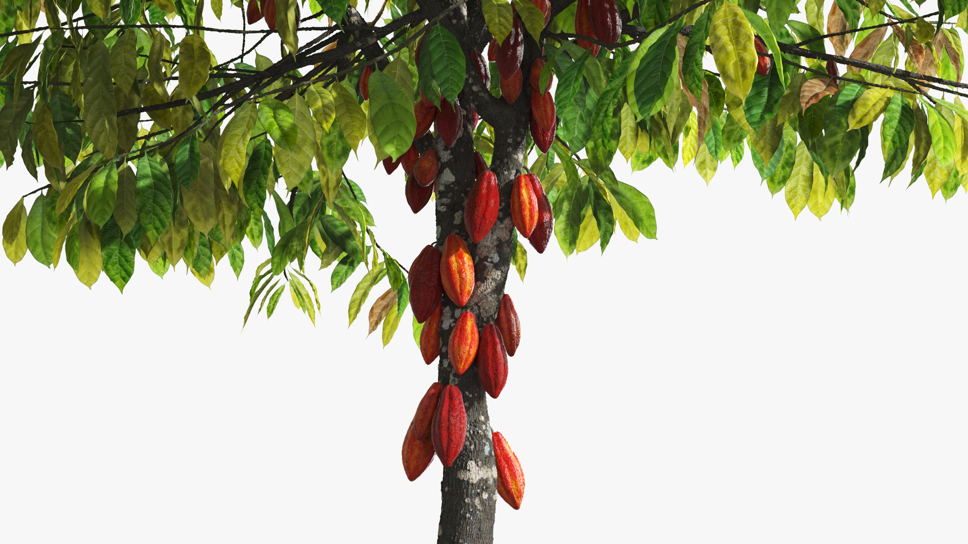 Theobroma Cacao Tree, view 7