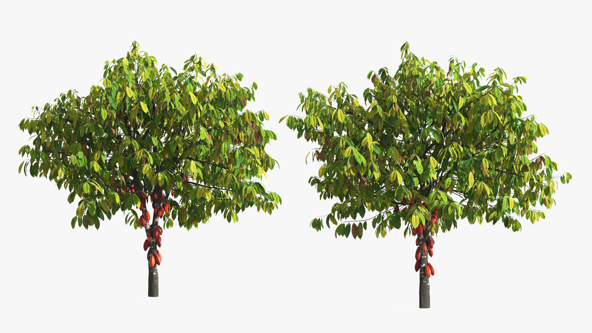 Theobroma Cacao Tree, view 5