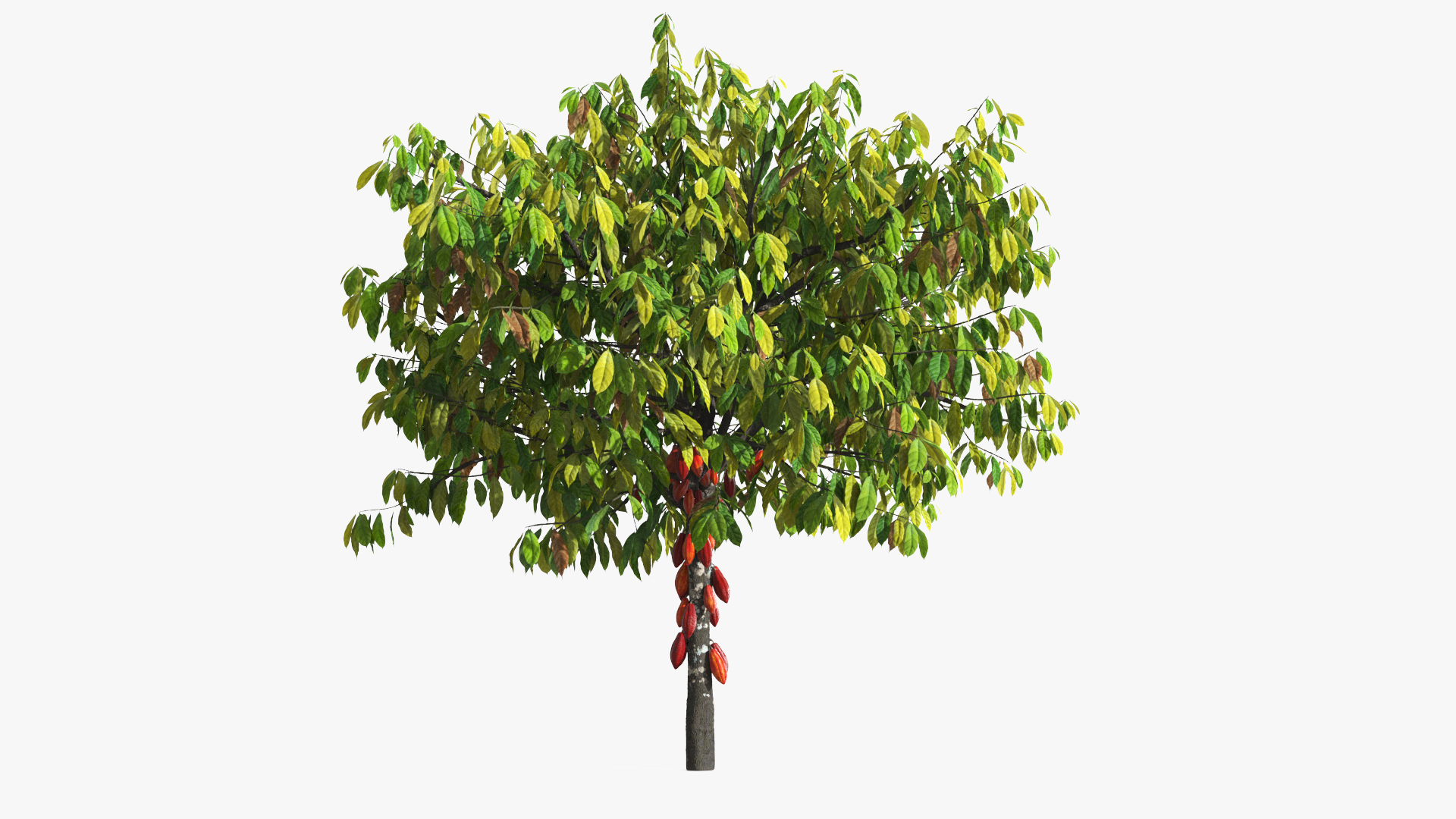 Theobroma Cacao Tree, view 3