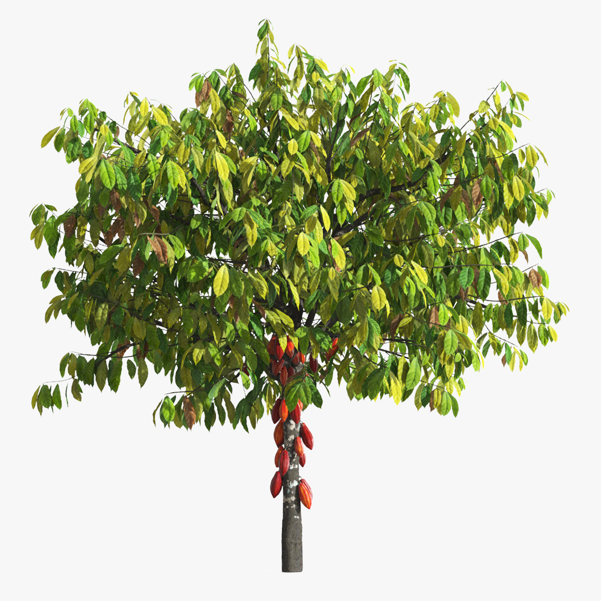 Theobroma Cacao Tree 3D model preview