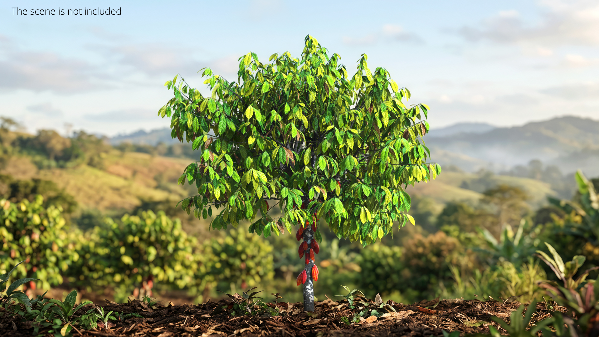 Theobroma Cacao Tree, view 4