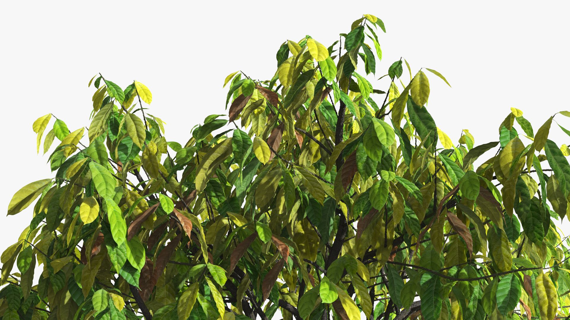 Theobroma Cacao Tree, view 11
