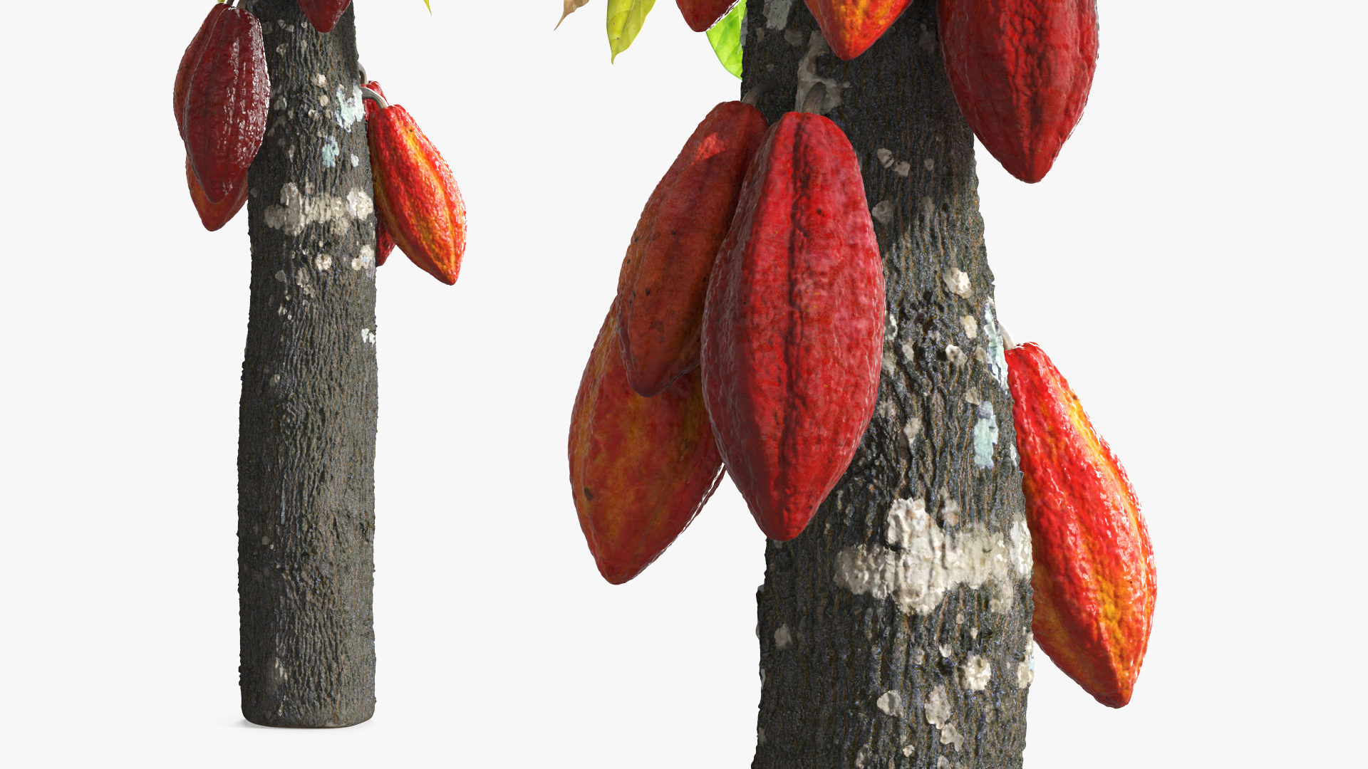 Theobroma Cacao Tree, view 9