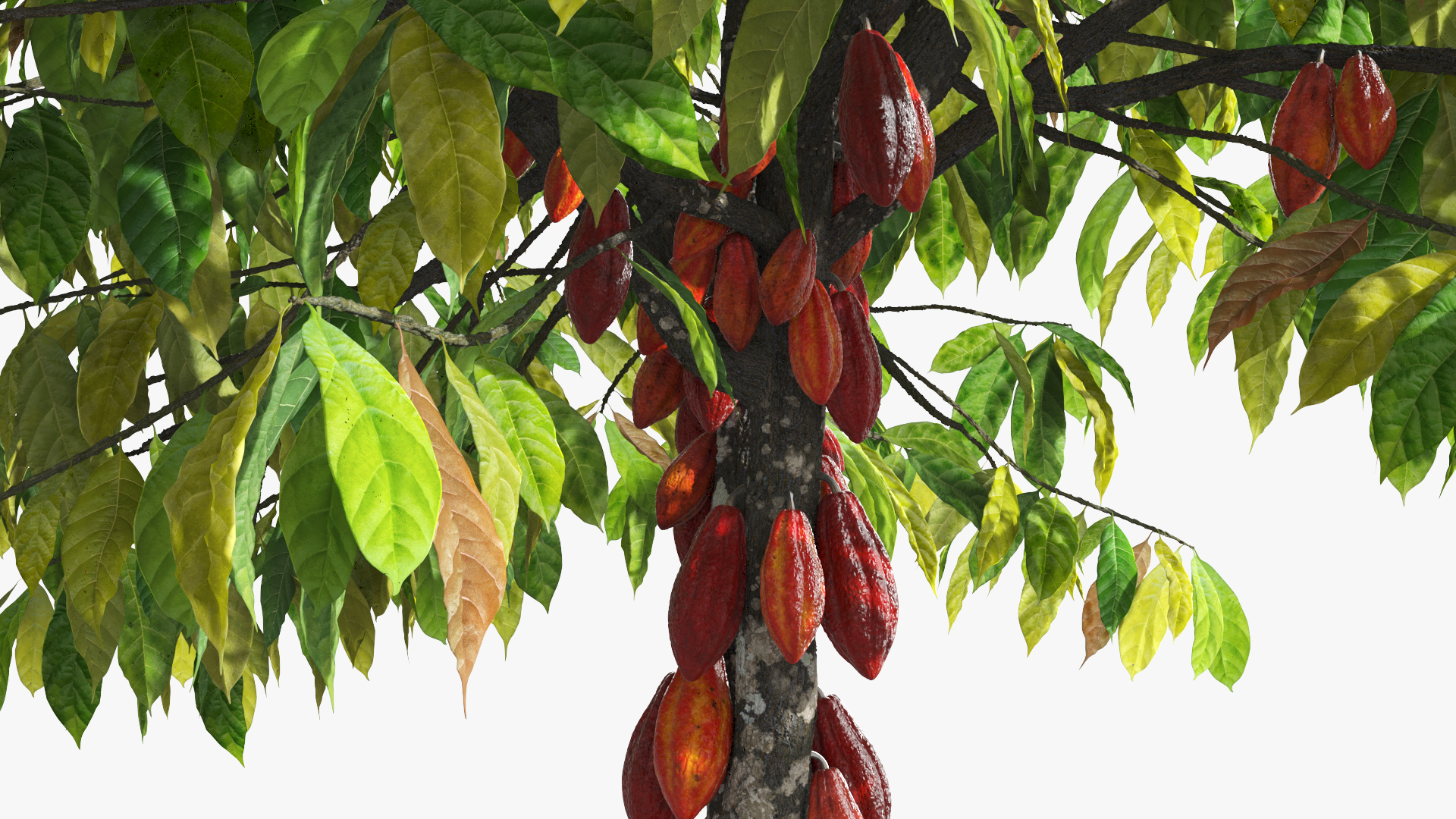 Theobroma Cacao Tree, view 8