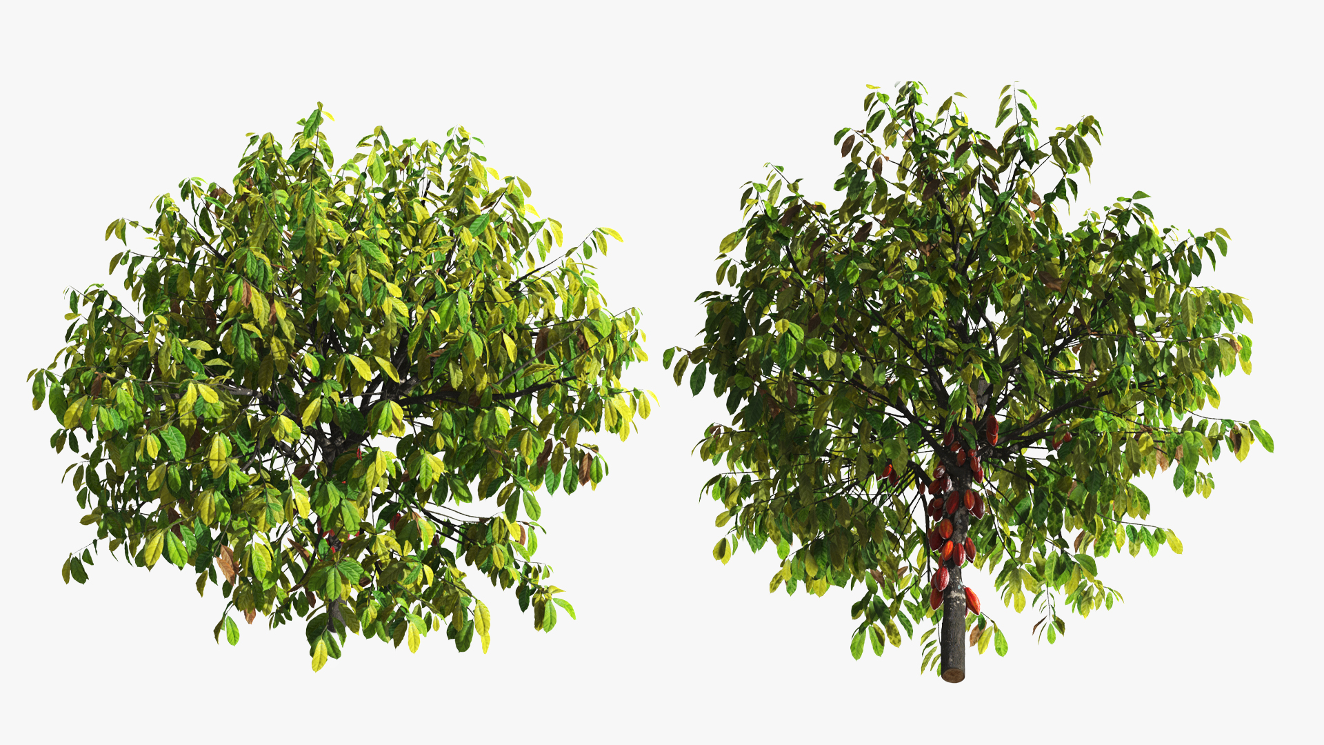 Theobroma Cacao Tree, view 6