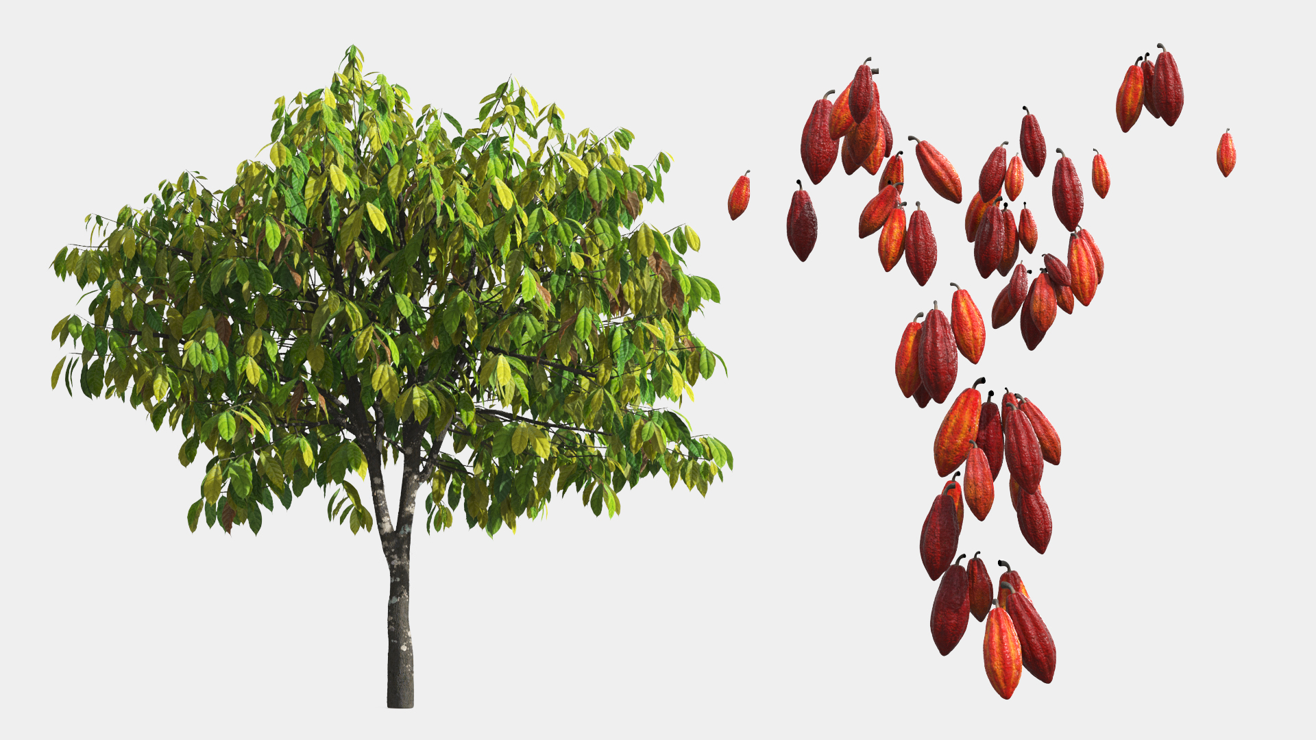 Theobroma Cacao Tree, view 10