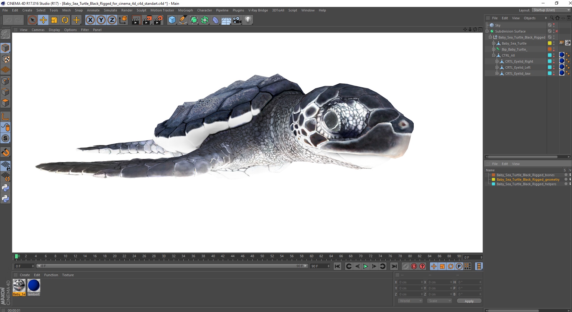 Baby Sea Turtle Black Rigged for Cinema 4D 3D