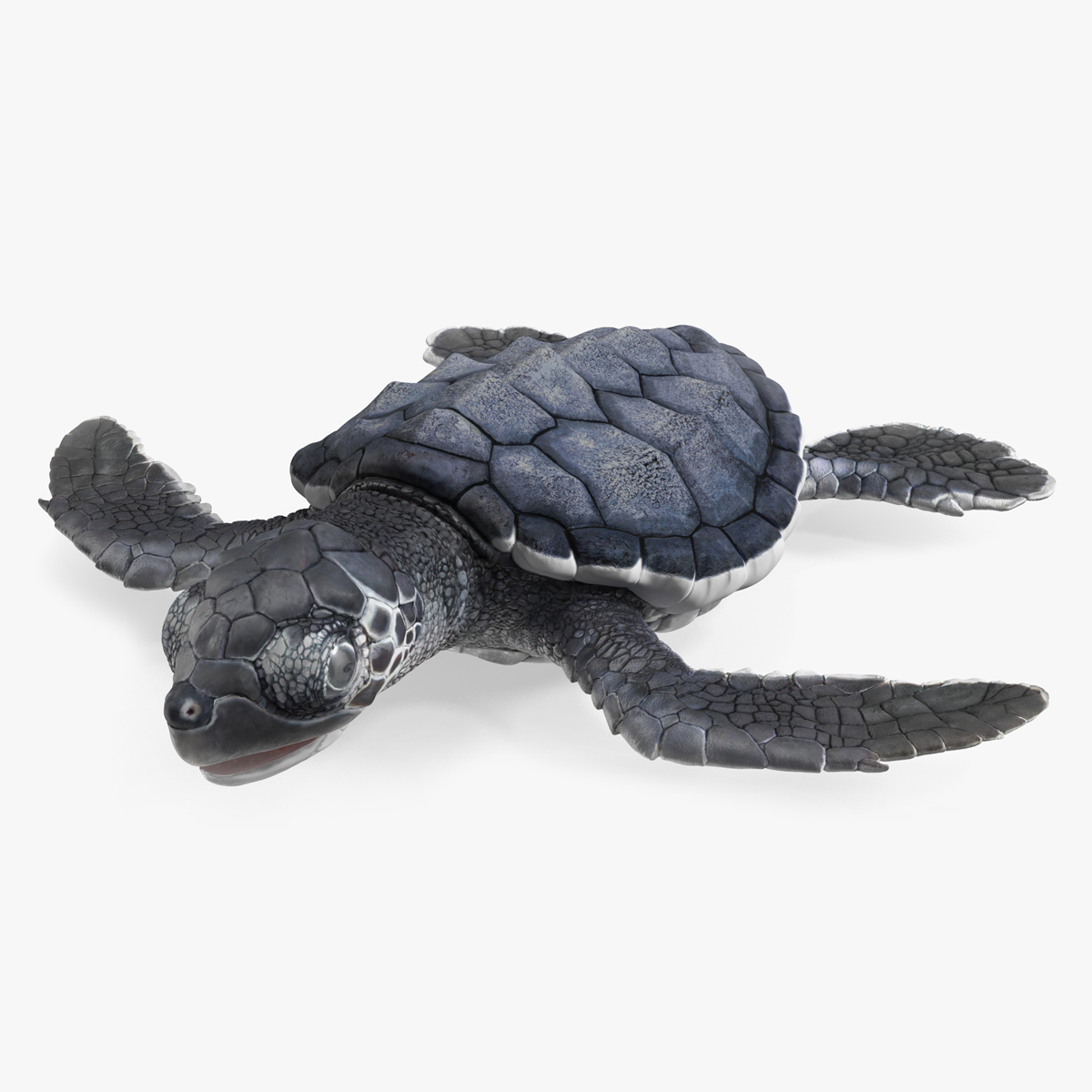 Baby Sea Turtle Black Rigged for Cinema 4D 3D