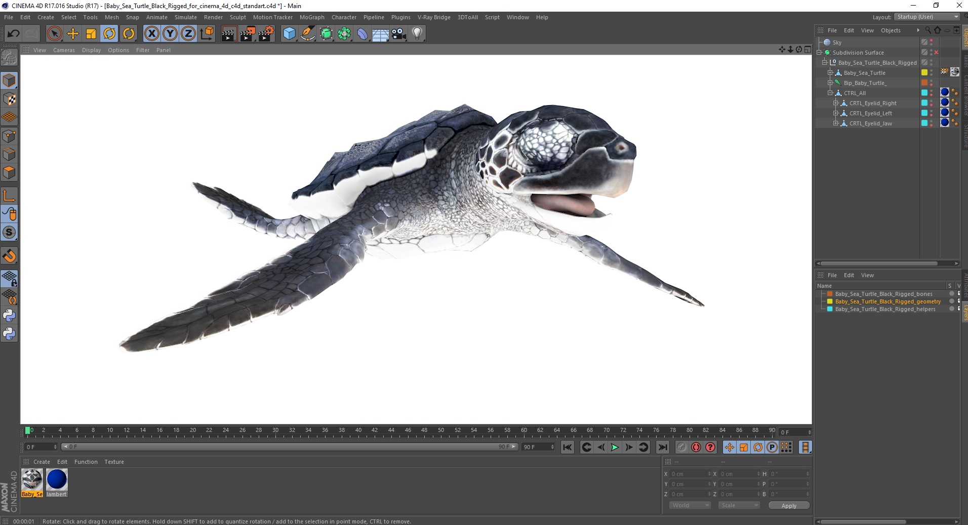 Baby Sea Turtle Black Rigged for Cinema 4D 3D
