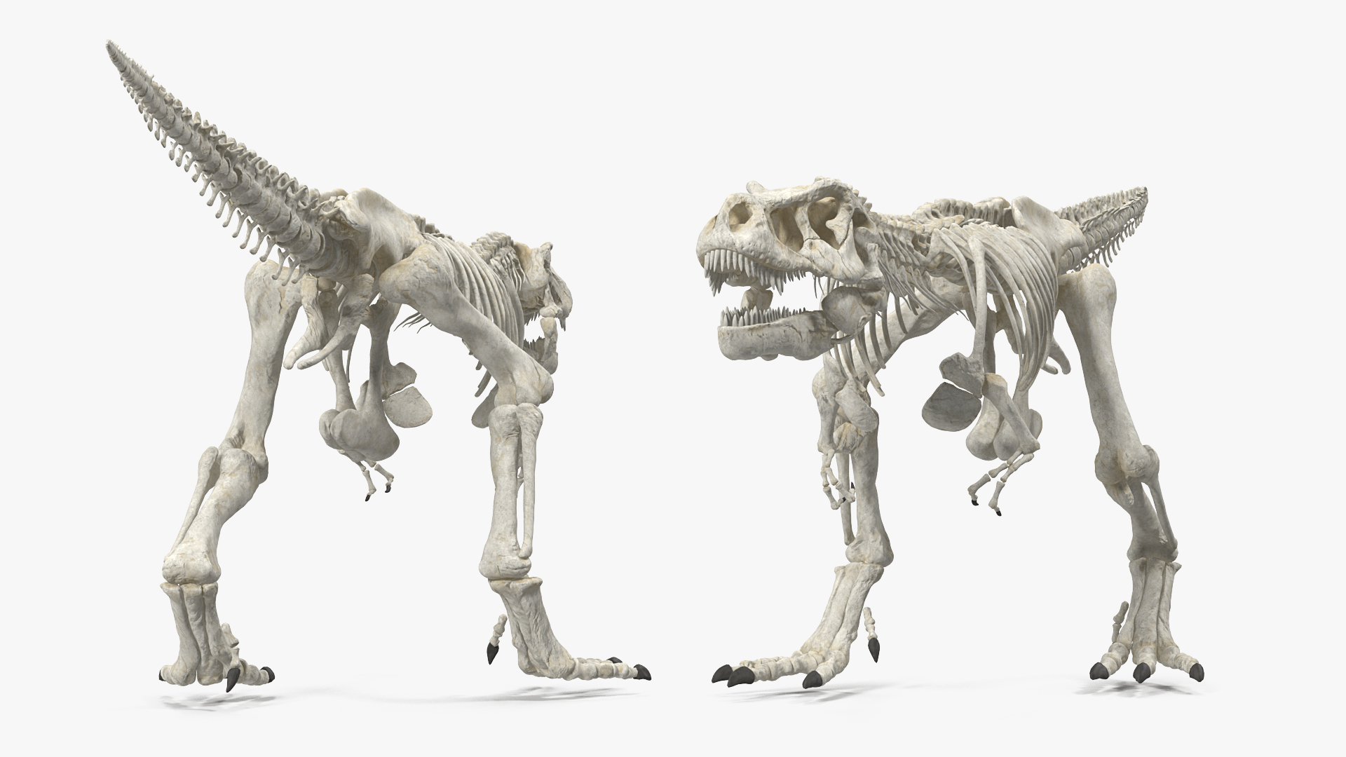 Tyrannosaurus Rex Skeleton Walking Pose 3D model
