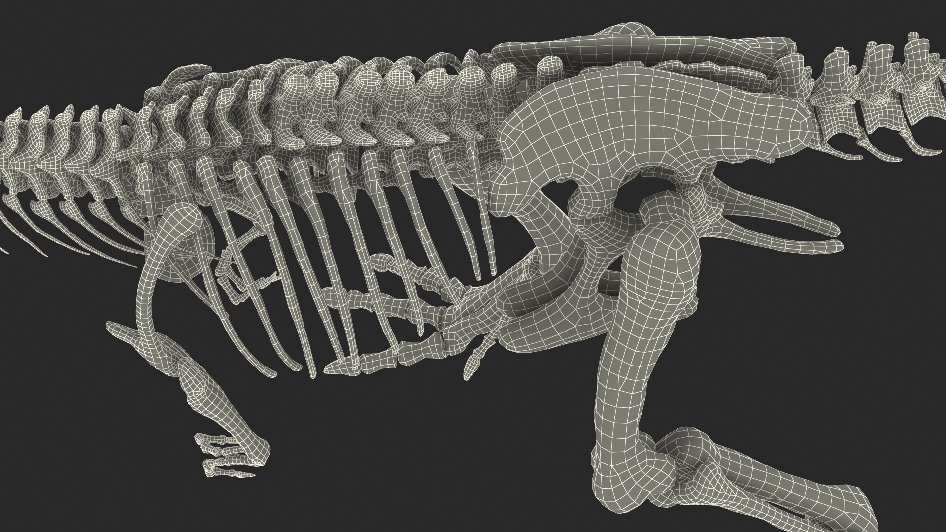 Tyrannosaurus Rex Skeleton Walking Pose 3D model