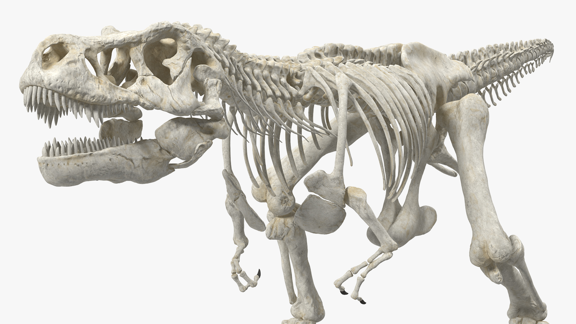 Tyrannosaurus Rex Skeleton Walking Pose 3D model