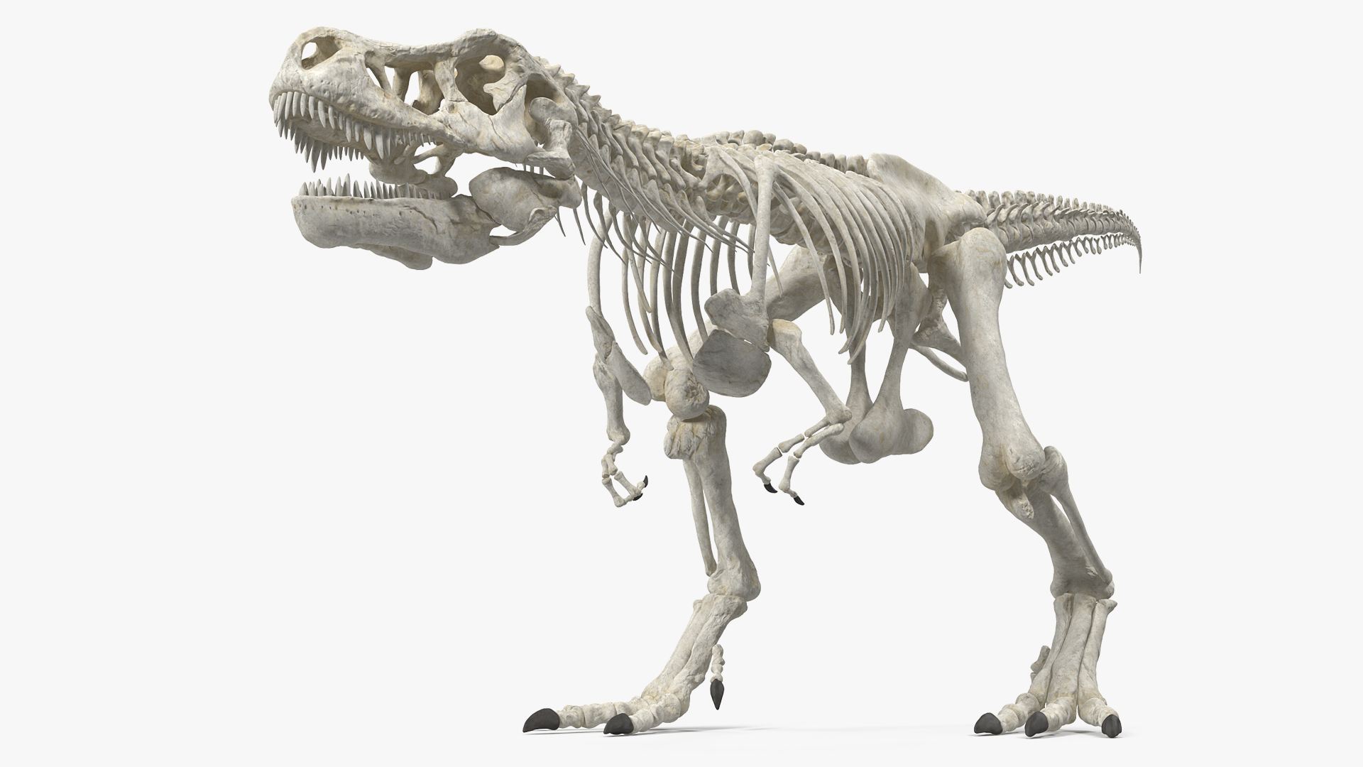 Tyrannosaurus Rex Skeleton Walking Pose 3D model