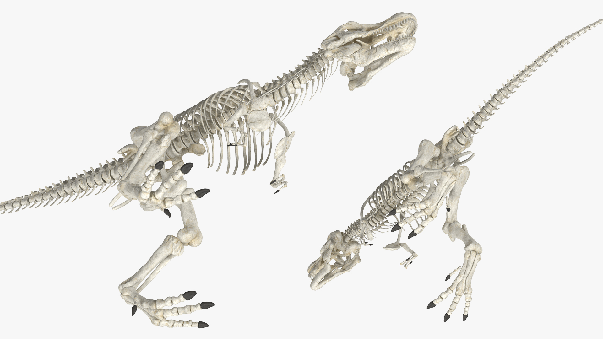 Tyrannosaurus Rex Skeleton Walking Pose 3D model