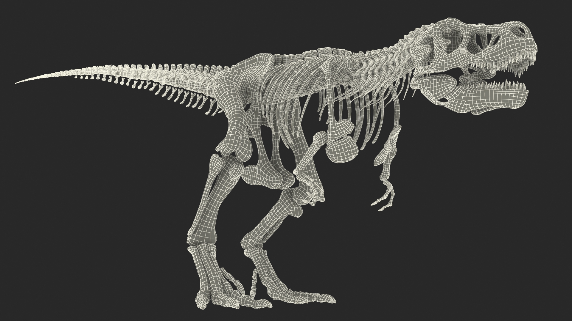 Tyrannosaurus Rex Skeleton Walking Pose 3D model