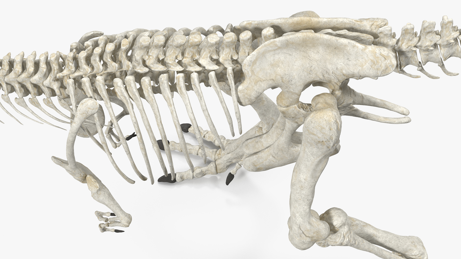 Tyrannosaurus Rex Skeleton Walking Pose 3D model