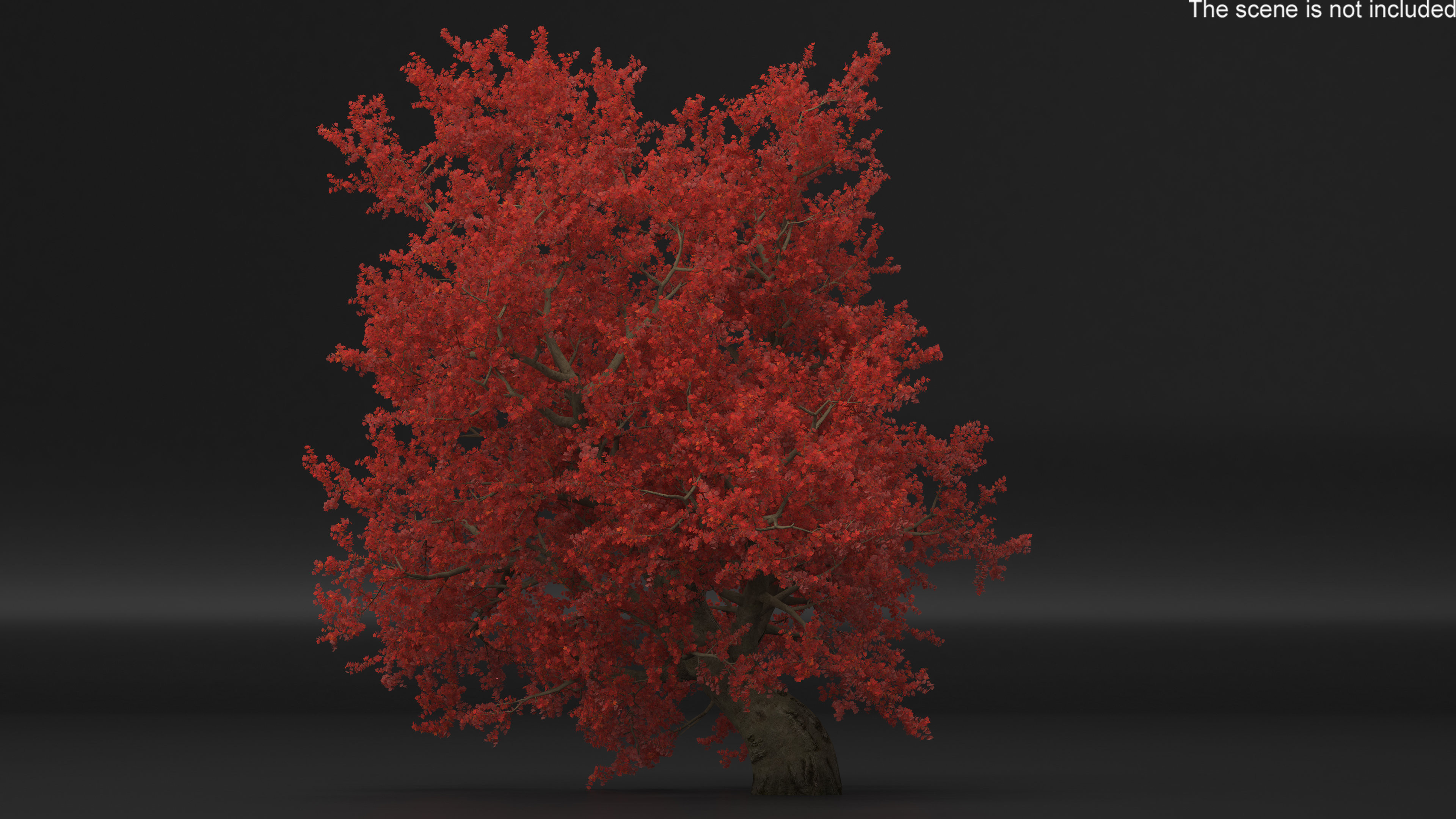 3D Realistic Autumn Red Maple Tree
