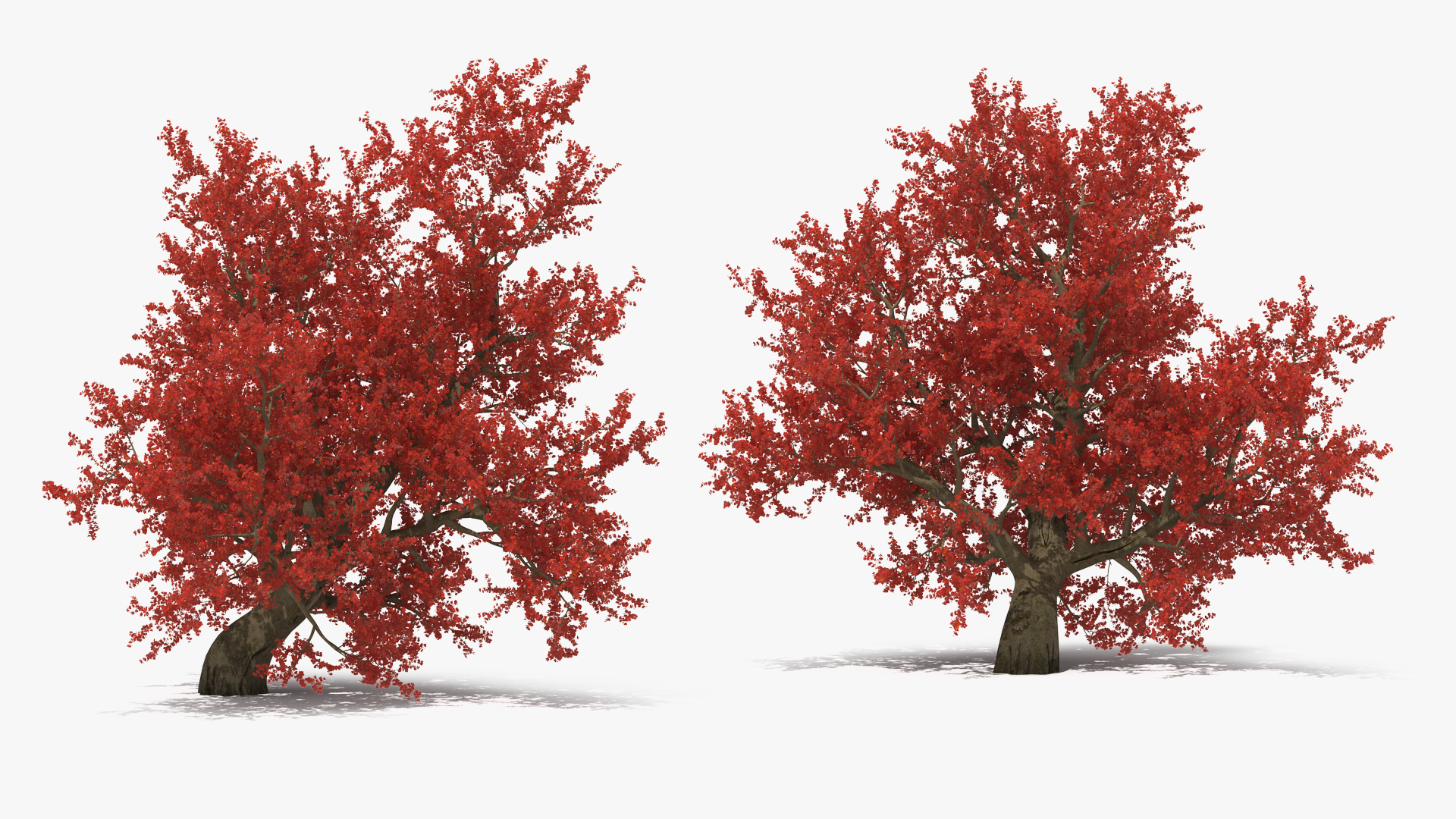 3D Realistic Autumn Red Maple Tree