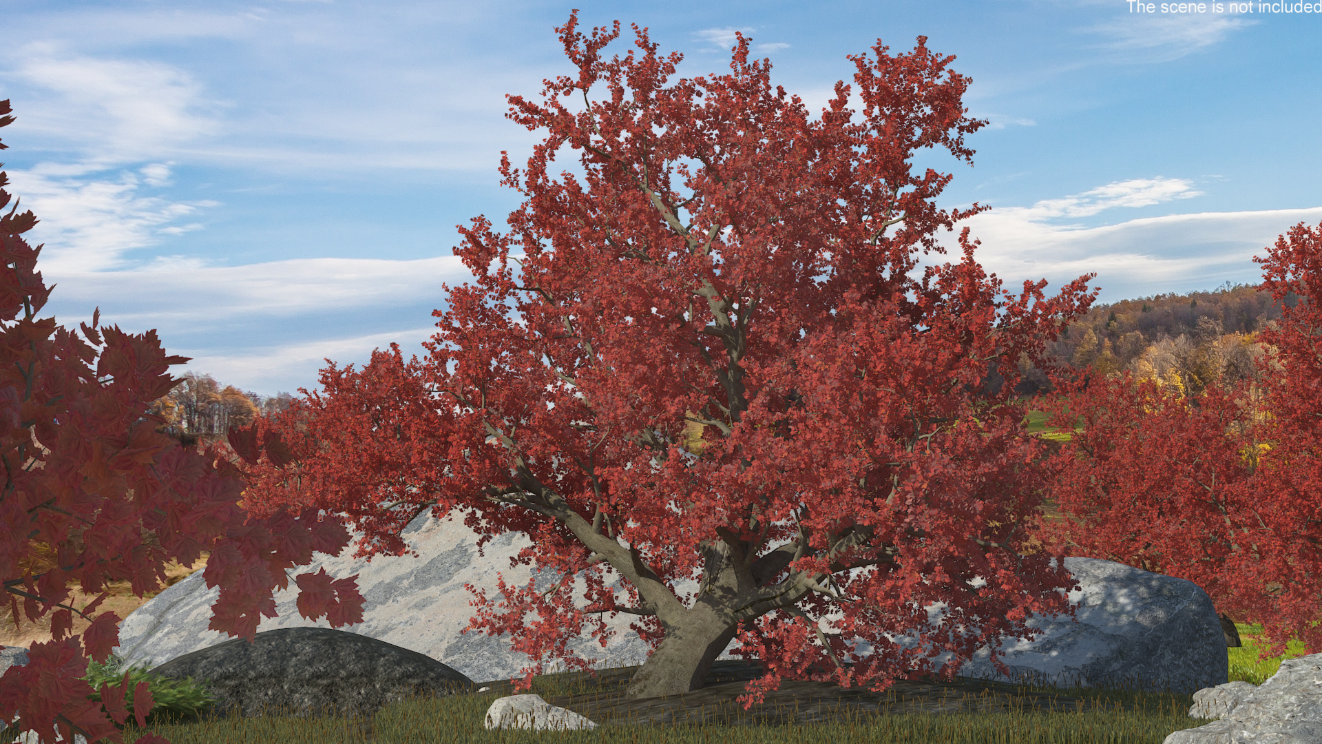 3D Realistic Autumn Red Maple Tree