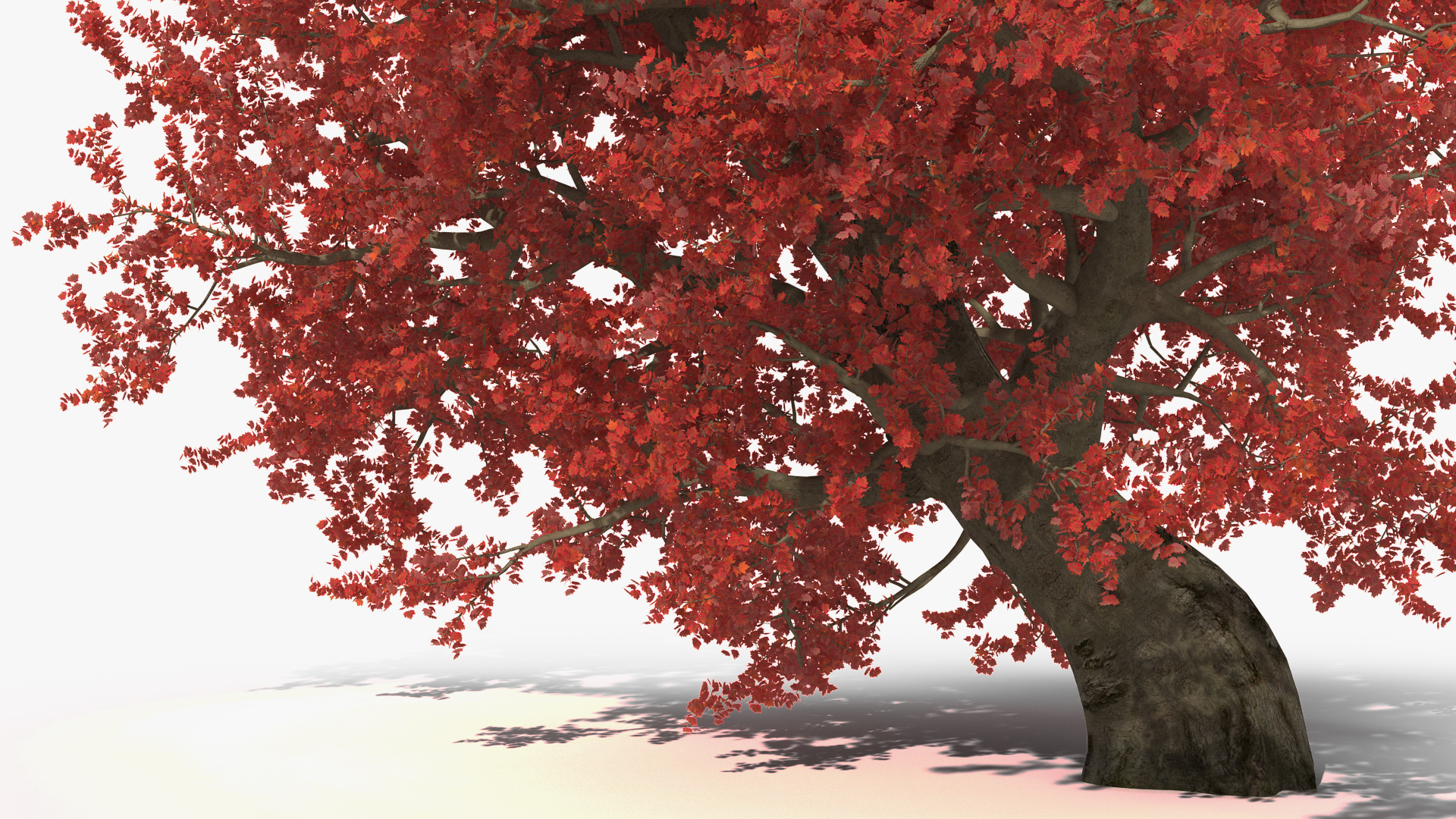 3D Realistic Autumn Red Maple Tree