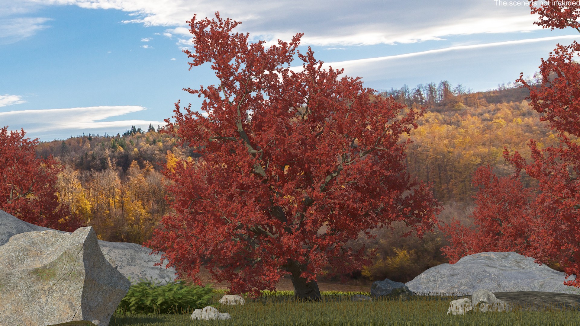 3D Realistic Autumn Red Maple Tree