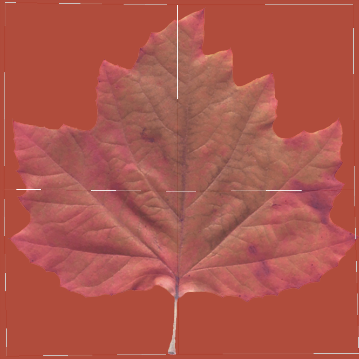 3D Realistic Autumn Red Maple Tree